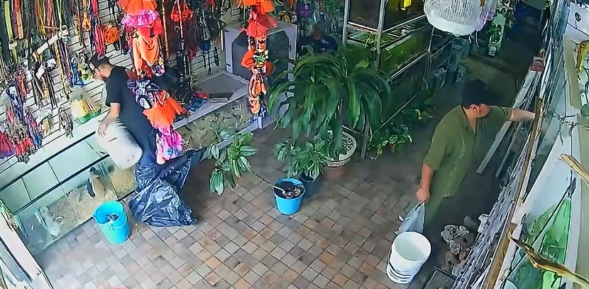 VIDEO: Falso cliente roba una tortuguita y se la lleva en el bolsillo