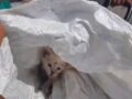VIDEO: Sujeto llevaba un gatito en un costal para tirarlo a la basura
