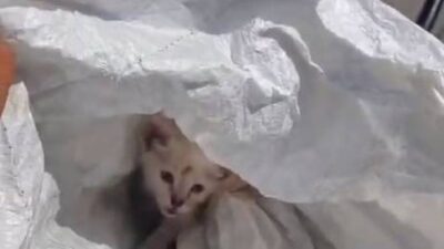 VIDEO: Sujeto llevaba un gatito en un costal para tirarlo a la basura