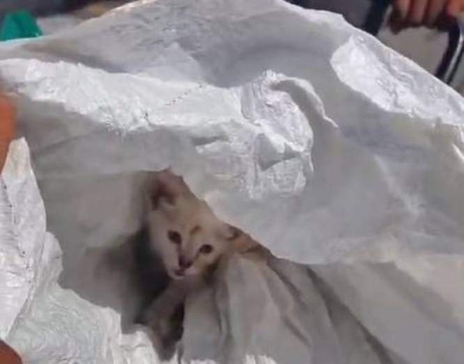 VIDEO: Sujeto llevaba un gatito en un costal para tirarlo a la basura