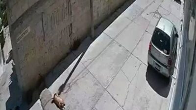 VIDEO: Perrito llora arrollado por un conductor que huyó en su camioneta