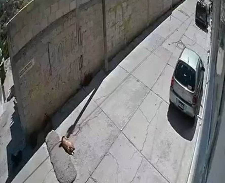 VIDEO: Perrito llora arrollado por un conductor que huyó en su camioneta