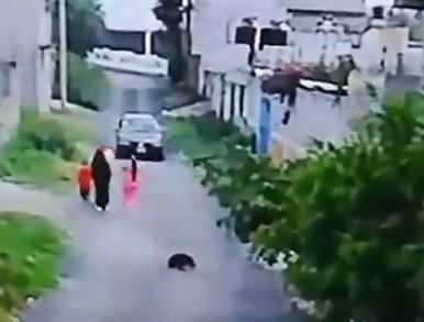 VIDEO. Conductor huye luego de arrollar y dejar sin vida a una perrita en Edomex