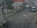 VIDEO: Conductor arrolla a perritos recién nacidos y se da a la fuga
