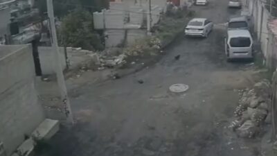 VIDEO: Conductor arrolla a perritos recién nacidos y se da a la fuga