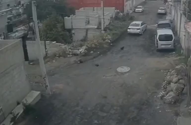 VIDEO: Conductor arrolla a perritos recién nacidos y se da a la fuga