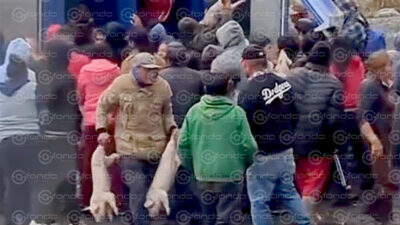 VIDEO. Pobladores roban marranitos que eran transportados en un tráiler que sufrió volcadura