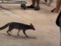 VIDEO: Zorra gris desata alerta de salud entre clientes de Bodega Aurrerá