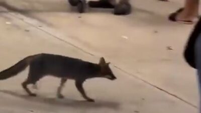 VIDEO: Zorra gris desata alerta de salud entre clientes de Bodega Aurrerá