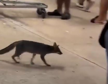 VIDEO: Zorra gris desata alerta de salud entre clientes de Bodega Aurrerá