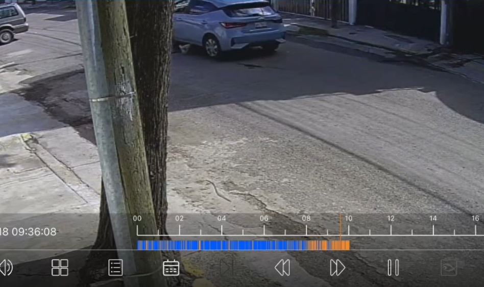VIDEO: Perrito es abandonado por sus dueños y un conductor lo mató