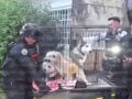 VIDEO. Rescatan a dos personas y cuatro perritos de morir quemados en un incendio