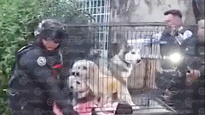 VIDEO. Rescatan a dos personas y cuatro perritos de morir quemados en un incendio