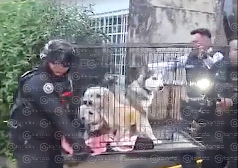 VIDEO. Rescatan a dos personas y cuatro perritos de morir quemados en un incendio