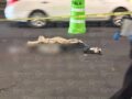 VIDEO: Él intentó cruzar los carriles centrales y murió bajo un pesado tráiler