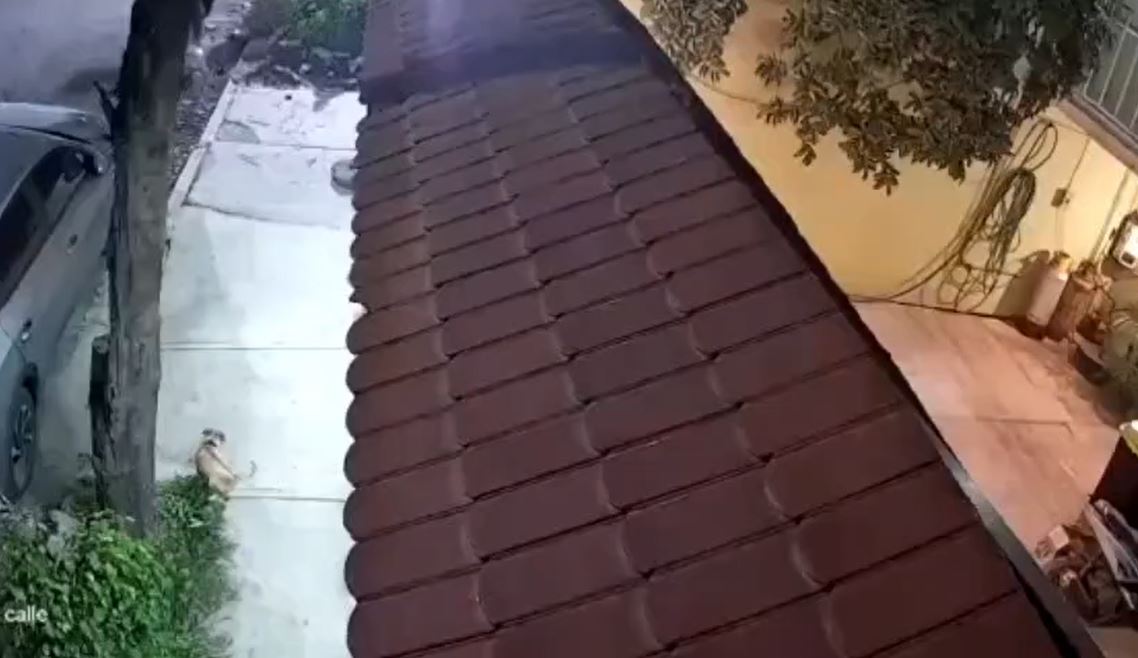 VIDEO: Criminales amenazan a familia y hasta al perro para robar su vehículo