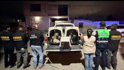 ATENCIÓN: Rescatan a 15 perros y tres niños de un inmueble en Edomex
