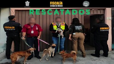 CATEO: Rescatan a casi 40 perros y gatos que vivían amontonados y maltratados