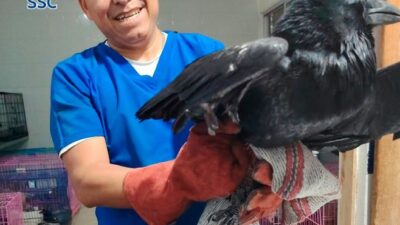 EXTRAÑO: Un cuervo herido llegó a la base de policía ‘a pedir ayuda’