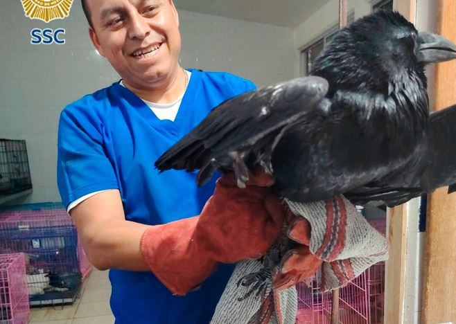 EXTRAÑO: Un cuervo herido llegó a la base de policía ‘a pedir ayuda’